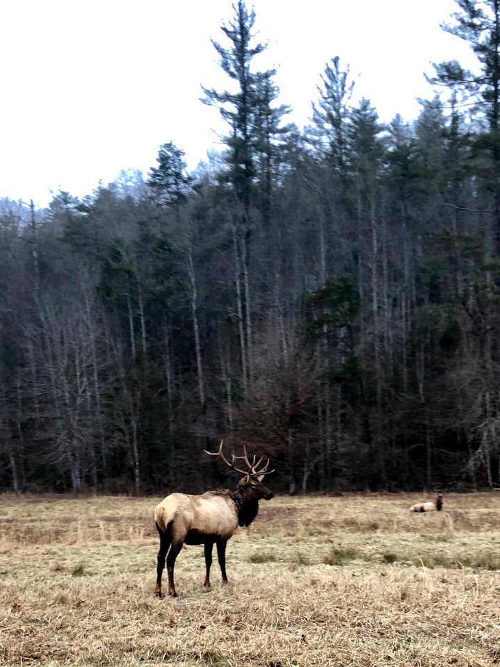 Elk in Meadow, Cataloochee, NC 