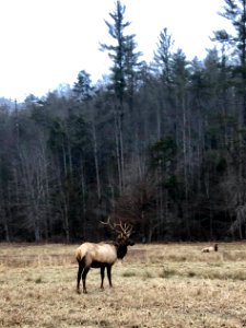 Elk in Meadow, Cataloochee, NC photo