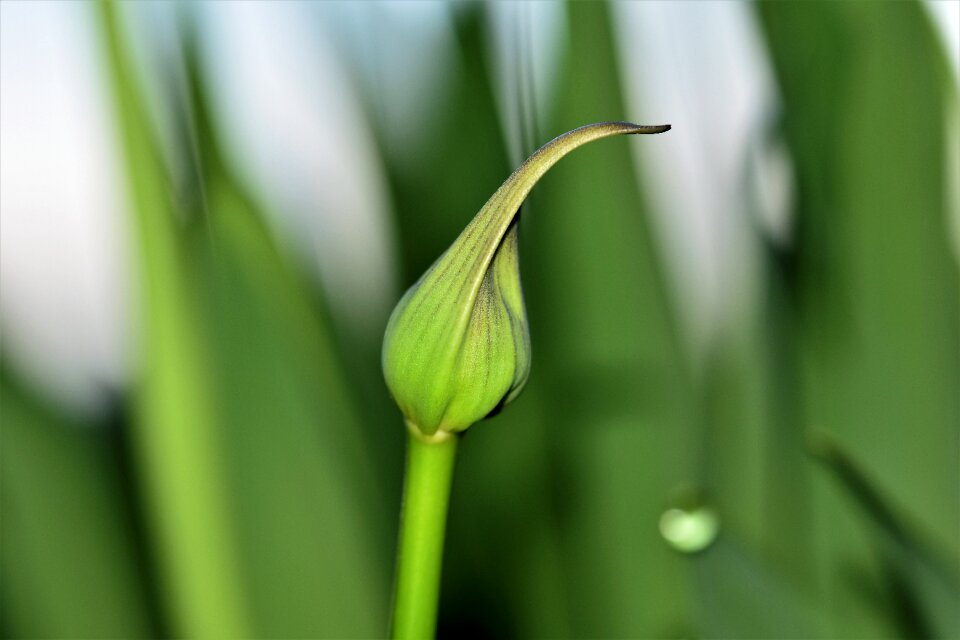 Leaves green plant