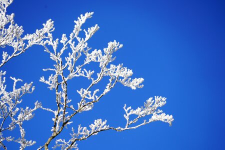 Winter iced snow