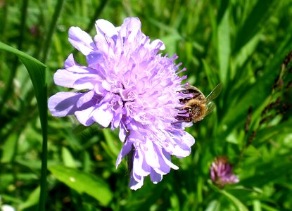 Purple bee macro photo