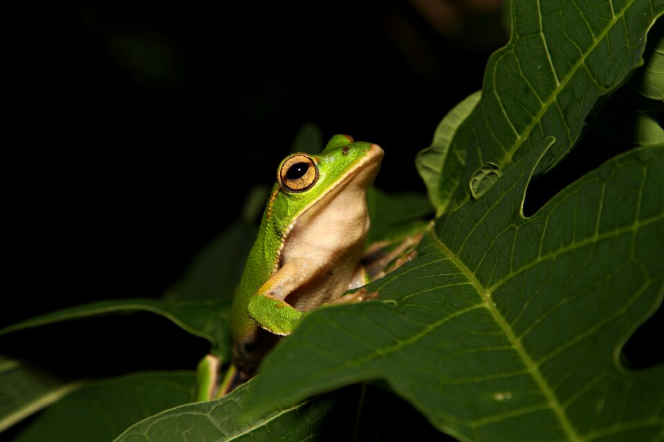 Animal plant branch