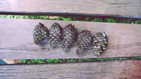 Hardwood lumber pine cones photo