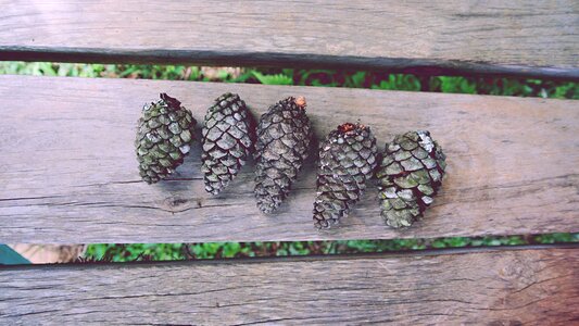 Hardwood lumber pine cones