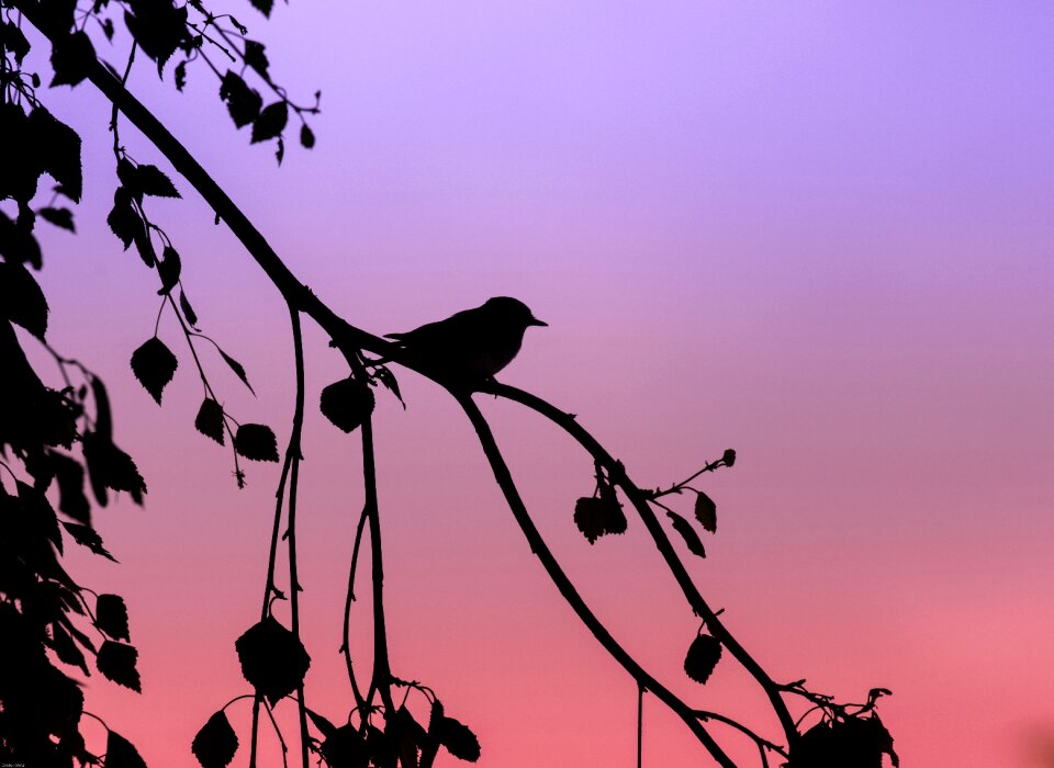 Songbird abendstimmung animal