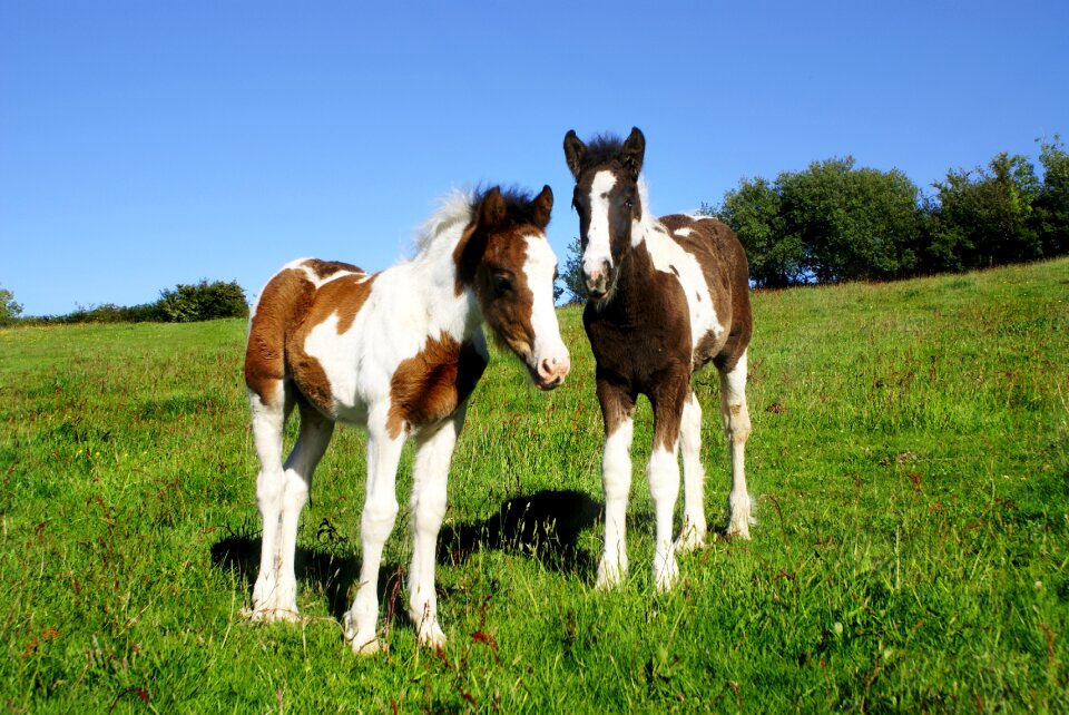 Skewbald piebald brown