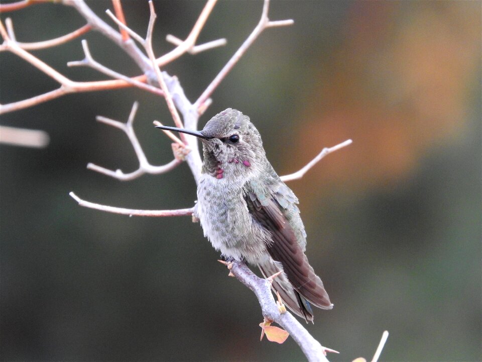 Hummingbird anna's hummingbird bird