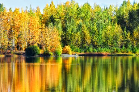 Trees reflection duck photo