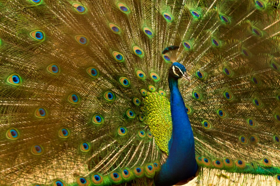 Animal feather pattern