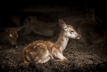 Buck deer farm photo