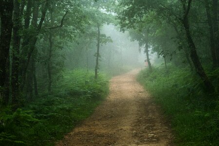 Path ride green