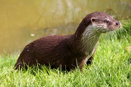 Mammal carnivore water