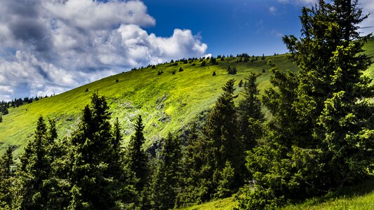Sky trees great basin