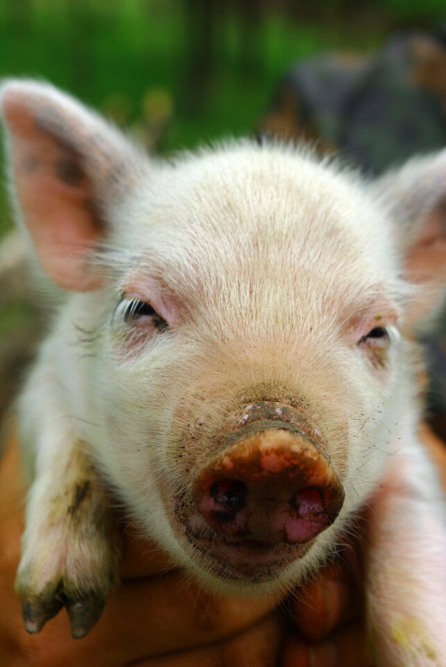 Animal farm brown farm