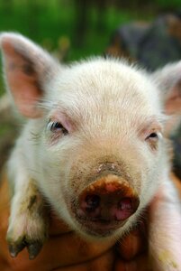 Animal farm brown farm
