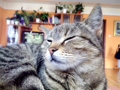 Kitten fur relax
