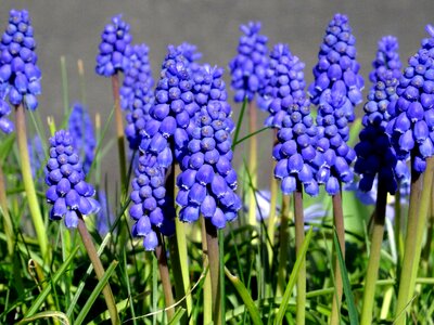 Blue close up grape-hyacinth photo