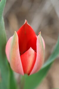 Flower garden plant photo