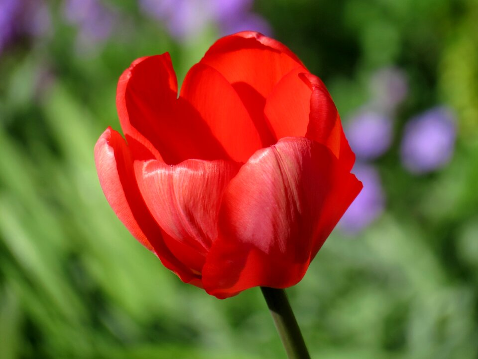 Bloom individually flower