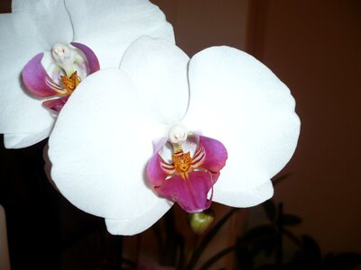 Orchid white phalaenopsis photo