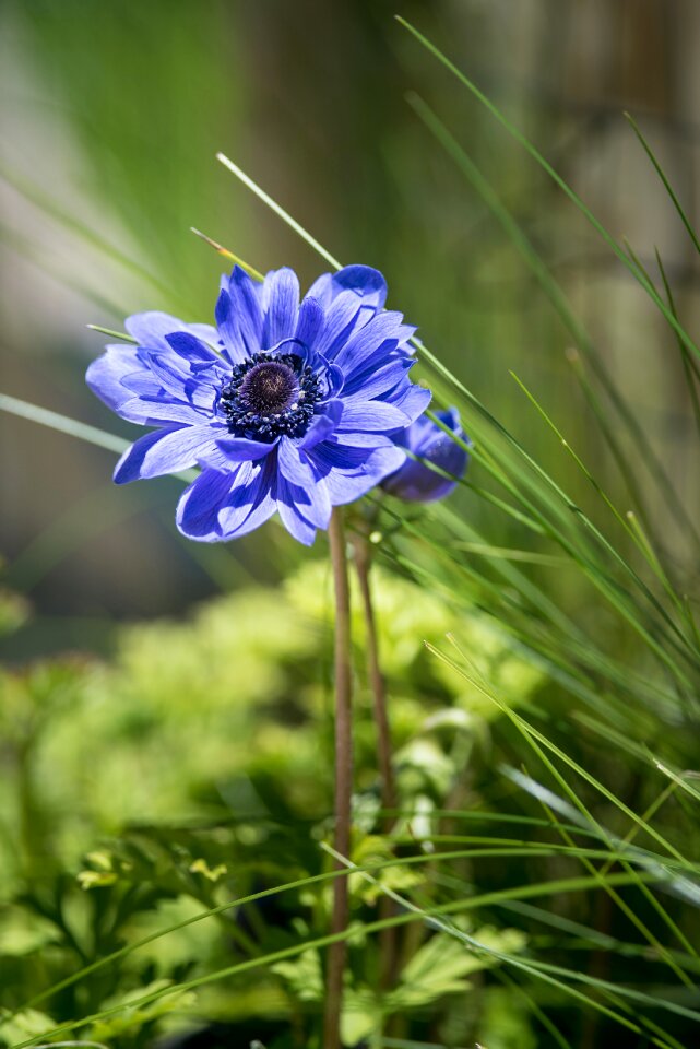 Blue flower blue anemone blossom photo