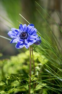 Blue flower blue anemone blossom
