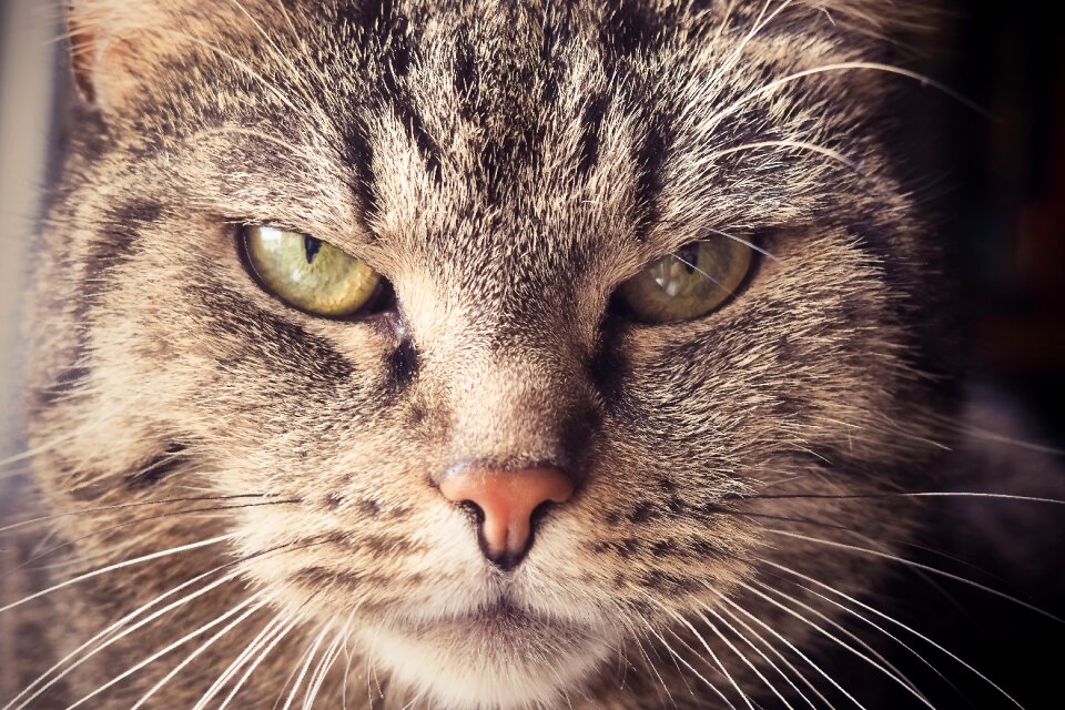 Cat's eyes portrait domestic cat