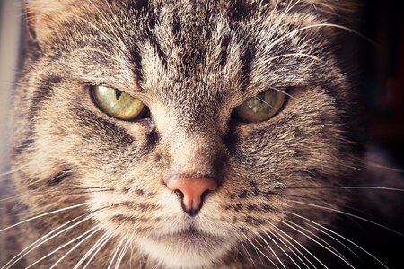 Cat's eyes portrait domestic cat photo