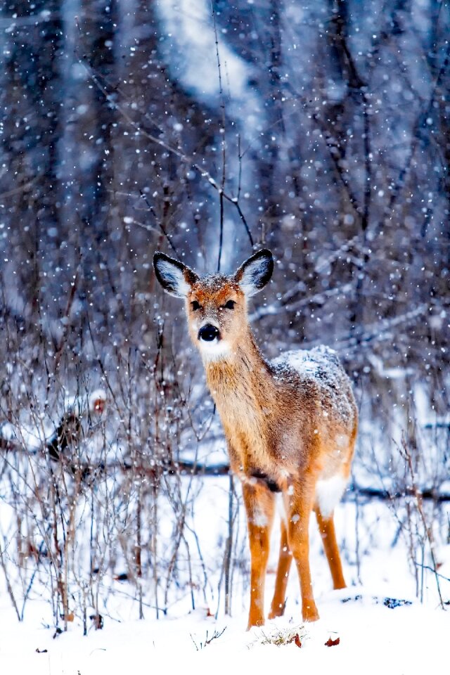 Animal wildlife nature