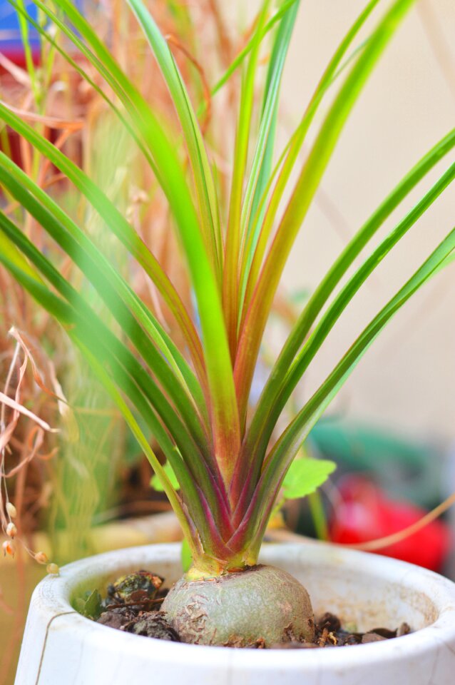 Elephant foot beaucarnea leaves