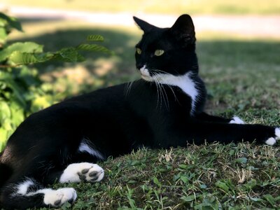Mieze pet animal