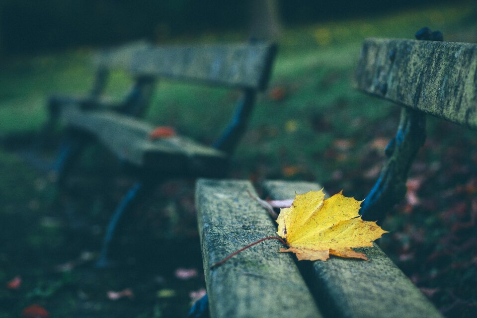Depth of field leaf wood
