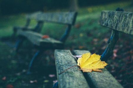 Depth of field leaf wood