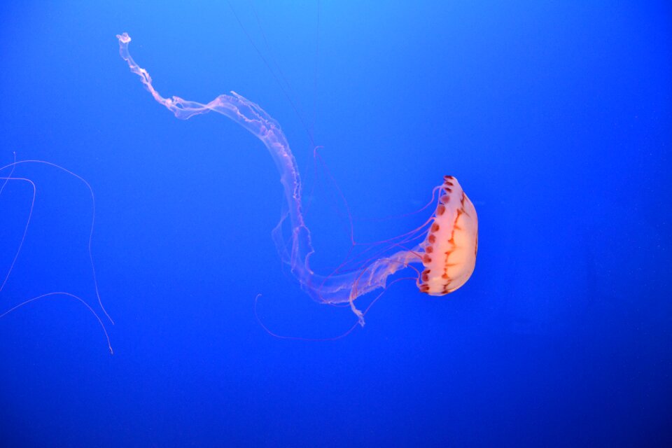 Jellyfish aquarium sealife