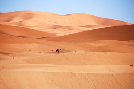 Morocco golden sand camel photo