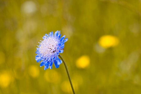 Flower blue blue flower