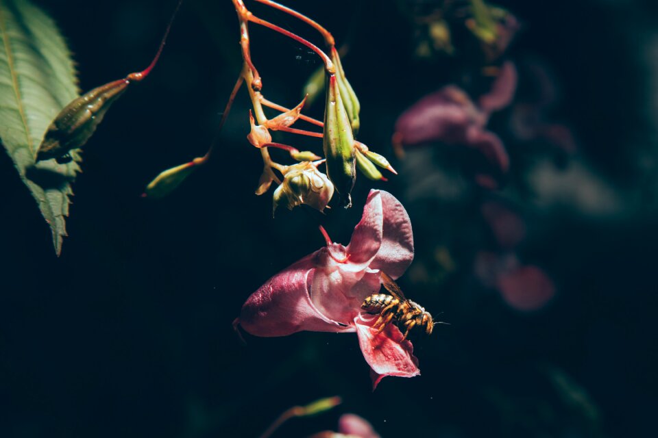 Flower flowers rosa