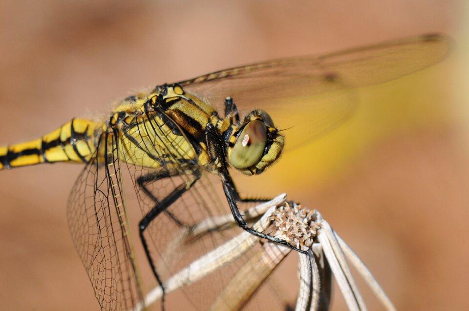 Close up yellow dragonfly wing