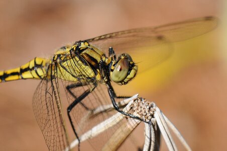 Close up yellow dragonfly wing photo