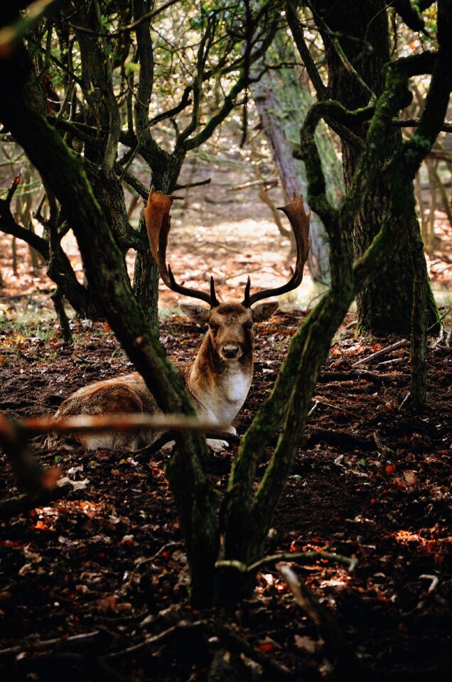 Deer forest outdoors
