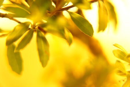 Green yellow nature