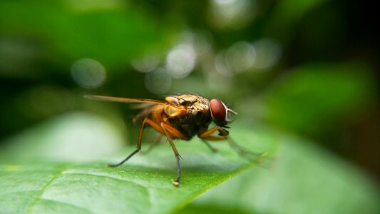 Close-up insect macro photo