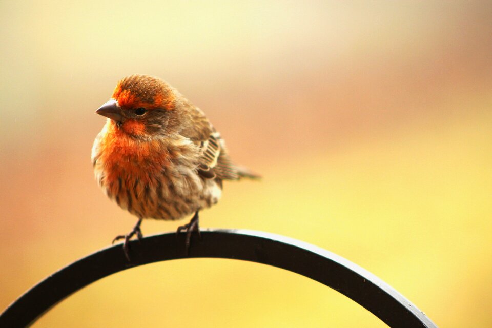 Tilted curious orange