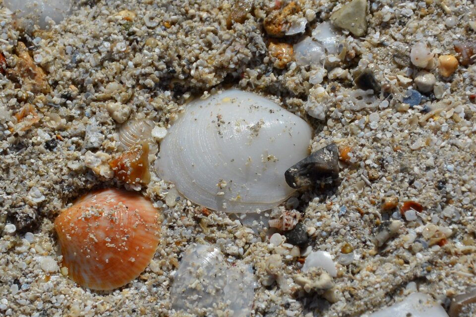 Sand mussels stones