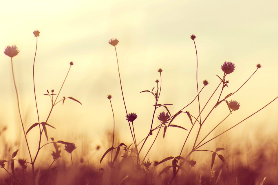 Flowers nature plants