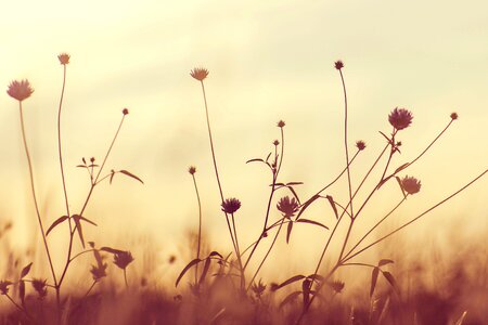 Flowers nature plants