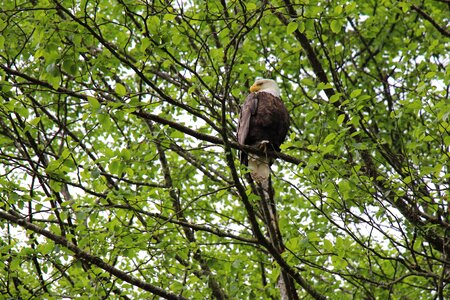 Proud tree bird