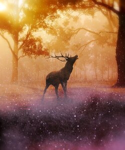 Wild idyllic charming