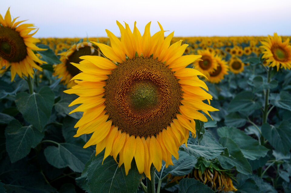 Yellow beauty blooming
