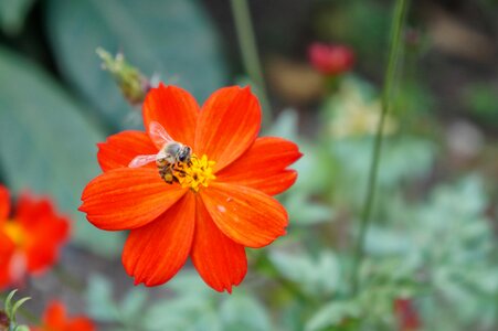 Insect pollen plant